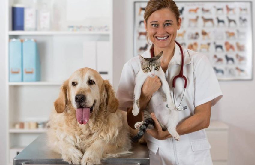 Why Regular Checkups are Important for Pet Health?